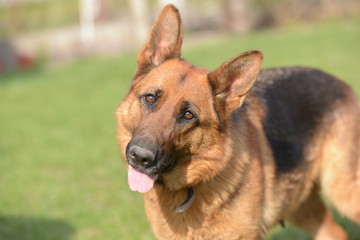 German Shepherd