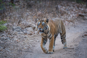 Fototapeta na wymiar An unusual expression by a fully grown male tiger, ranthambore national park
