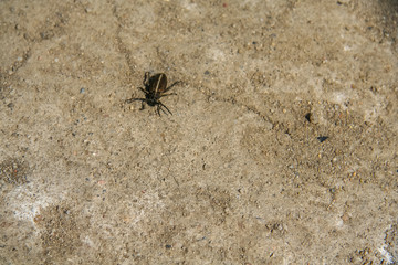 beetle running along the night path