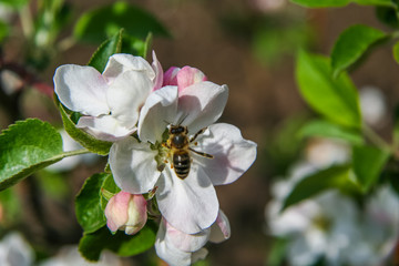 A blossoming apple tree