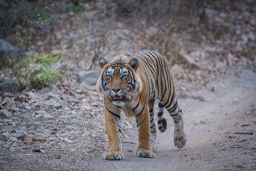 Fototapeta premium Spotkanie z dorosłym samcem tygrysa, park narodowy ranthambore