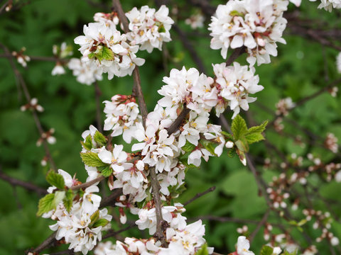 Nanking cherry or prunus tomentosa blossomnig shrub