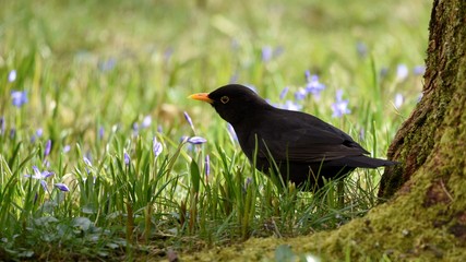 Male blackbird walks though the meadow
