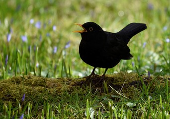 Male blackbird walks though the meadow
