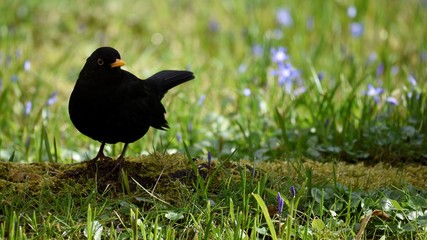 Male blackbird walks though the meadow