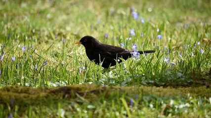 Male blackbird walks though the meadow
