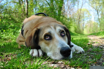 nachdenkender Hund