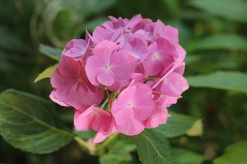 Hortensja ogrodowa