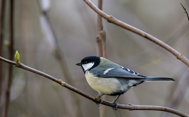 Great tit bird on a branch
