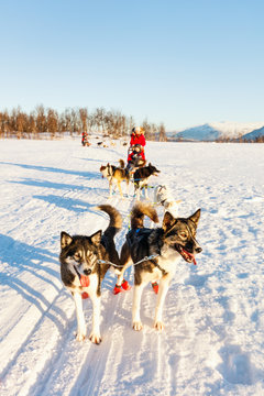 Husky safari