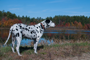 Dalmatian near Lake