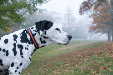 Dalmatian Fog