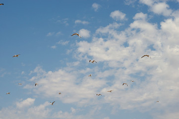 Flock of seagulls in the sky