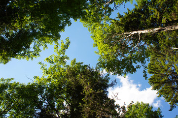 Sky and top of aspen tree bottom view 