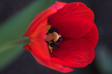 single, red tulip, closeup, tulipan, czerwony kwiat, zielone tło, krople rosy - 201655198