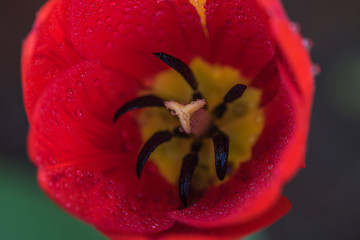 single red tulip closeup, tulipan, czerwony kwiat, zielone tło, krople rosy - 201655199