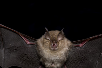 Close up flying small lesser horseshoe bat (Rhinolophus hipposideros) hunting night moths insect...