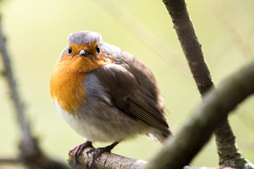 A robin bird on a branch looks into the camera