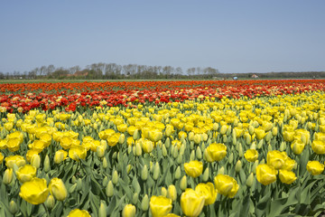 Obraz premium Colourful tulips in the Netherlands