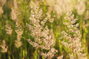 Holcus lanatus or yorkshire fog or tufted or meadow soft grass field in sunshine 