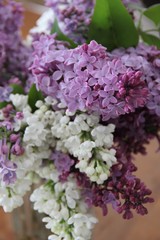 Hand picked bouquet of strongly scented lilac blooms from the garden.