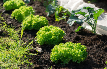 Feld Gemüsebeet Salatbeet