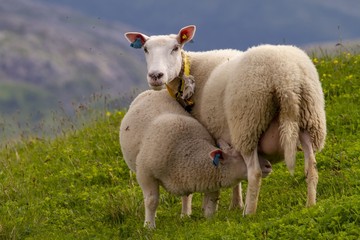 Sheep in mountain pasture in Northern Norway