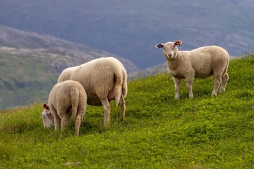 Naklejka na ściany i meble Sheep in mountain pasture Northern Norway