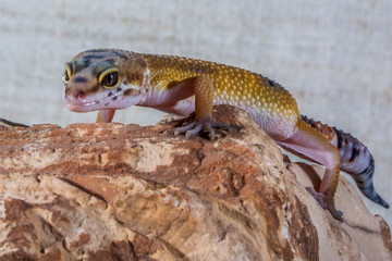 Gecko