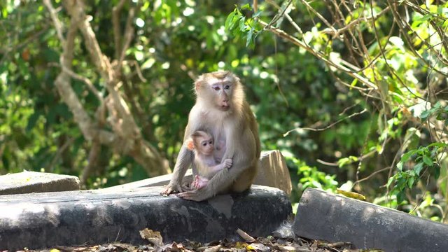 Makak Monkey with Albugo and Cub Sitting near the Road in Mountain National Park in Thailand