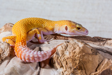 Gecko