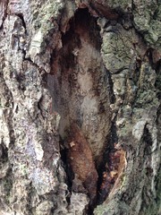 Just bark on a tree. Beautiful structural surface of the bark on different trees. The Scarecrow forest watching us.