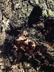 Just bark on a tree. Beautiful structural surface of the bark on different trees. The Scarecrow forest watching us.