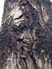 Just bark on a tree. Beautiful structural surface of the bark on different trees. The Scarecrow forest watching us.