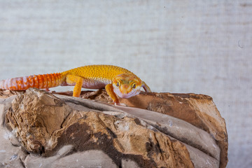 Gecko