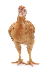 One little chicken.