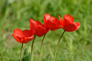 4 brilliant red tulips in a row against green background