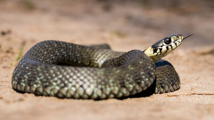 colorful snake snake with a head and visible scales on the background of a sandy road, close-up