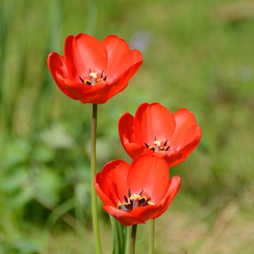 3 brilliant red tulips on green background, as square image.