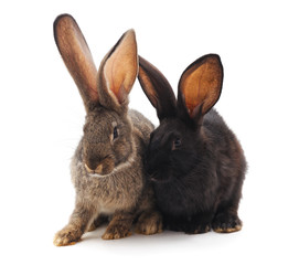 Two little rabbits.