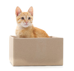 Little cat in the box.