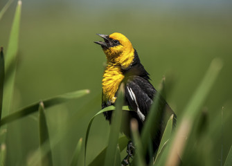 Yellow-headed Blackbird