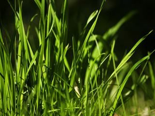herbe verte avec très gros plan