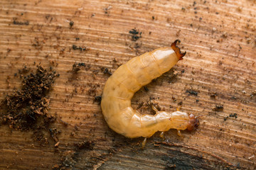 Boros schneideri larva on pine wood