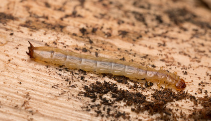 Boros schneideri larva on pine wood
