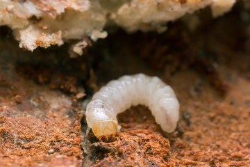 Melandryidae larva on wood and mycelium of Trichaptum abietinum