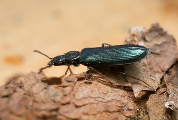 Pytho depressus on wood