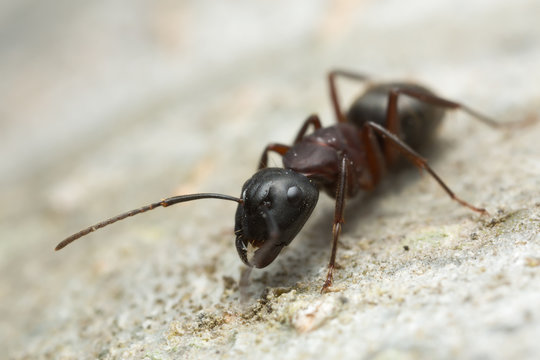 Carpenter ant, Camponotus on wood