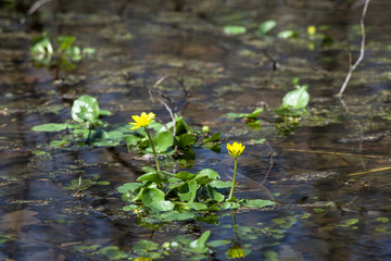 The first flowers in the spring forest, Ukraine