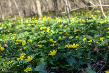 The first flowers in the spring forest, Ukraine
